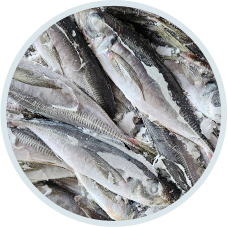 日本竹筴魚